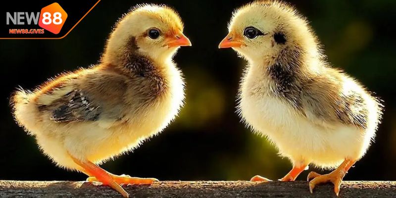 Cách chăm sóc gà con mới nở từ thiết kế chuồng thông minh