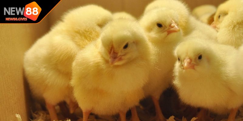 Thực hiện phòng và ngừa bệnh tật hạn chế rủi ro