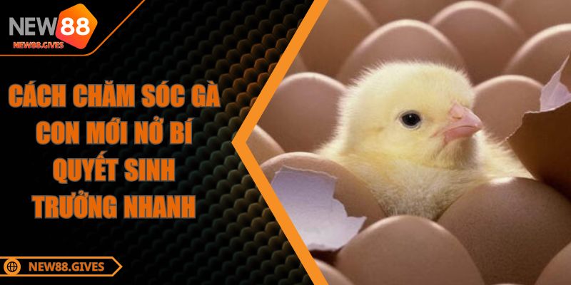 Cách Chăm Sóc Gà Con Mới Nở Bí Quyết Sinh Trưởng Nhanh