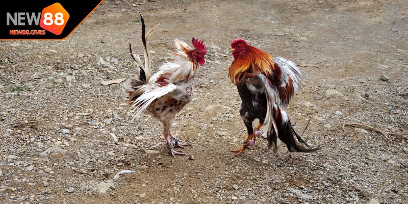 Tầm quan trọng đến từ cách chọn gà đá cựa sắt hay 