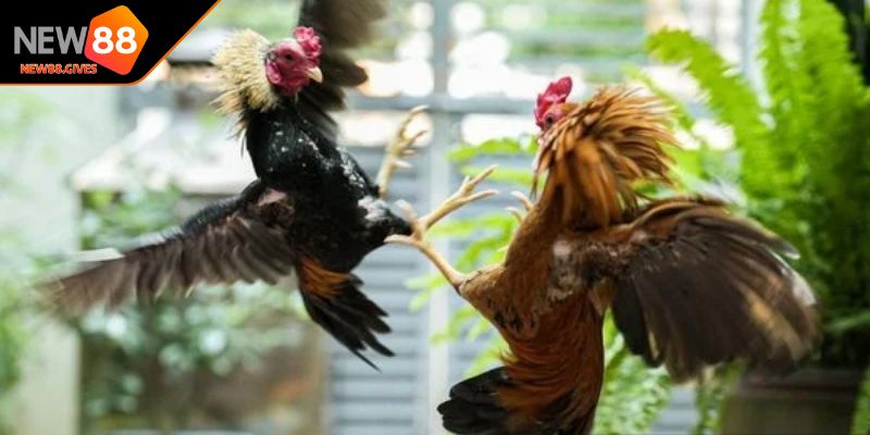 Hiểu rõ về kèo đá gà đẳng cấp cá cược 