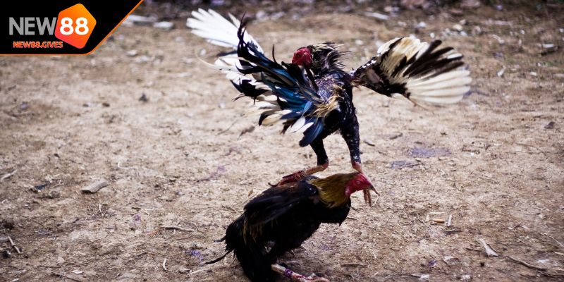 Khám phá chi tiết về luật đá gà tre hiệu quả