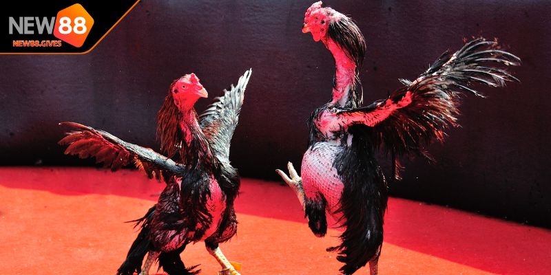 Nhận biết chiến kê tốt nhờ khả năng phân tích