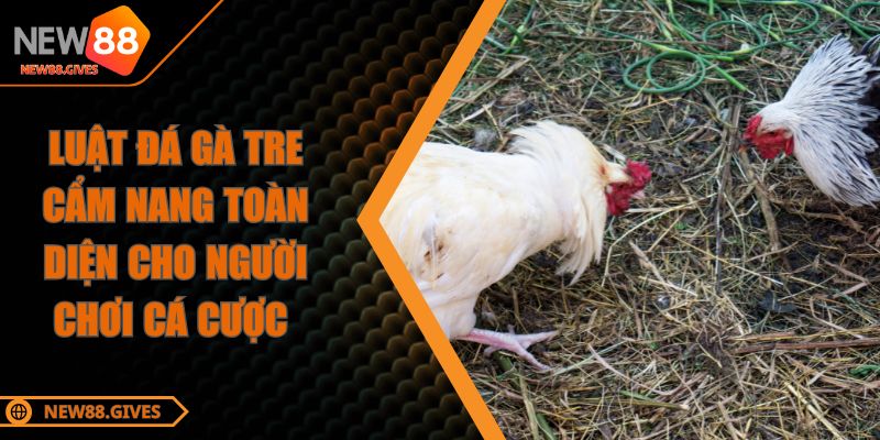 Luật Đá Gà Tre Cẩm Nang Toàn Diện Cho Người Chơi Cá Cược